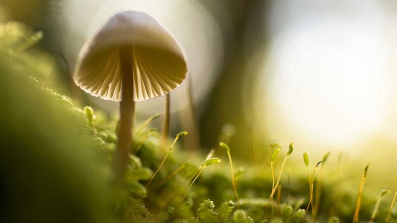 第一好看的动漫成功案例——星辰物语